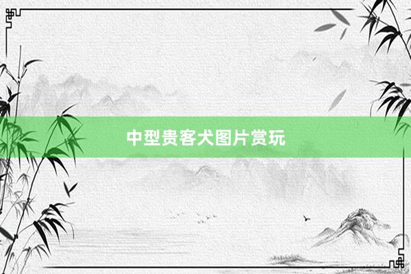 中型贵客犬图片赏玩